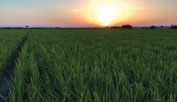 Netafim: Revolutionizing Rice Cultivation with Drip Irrigation