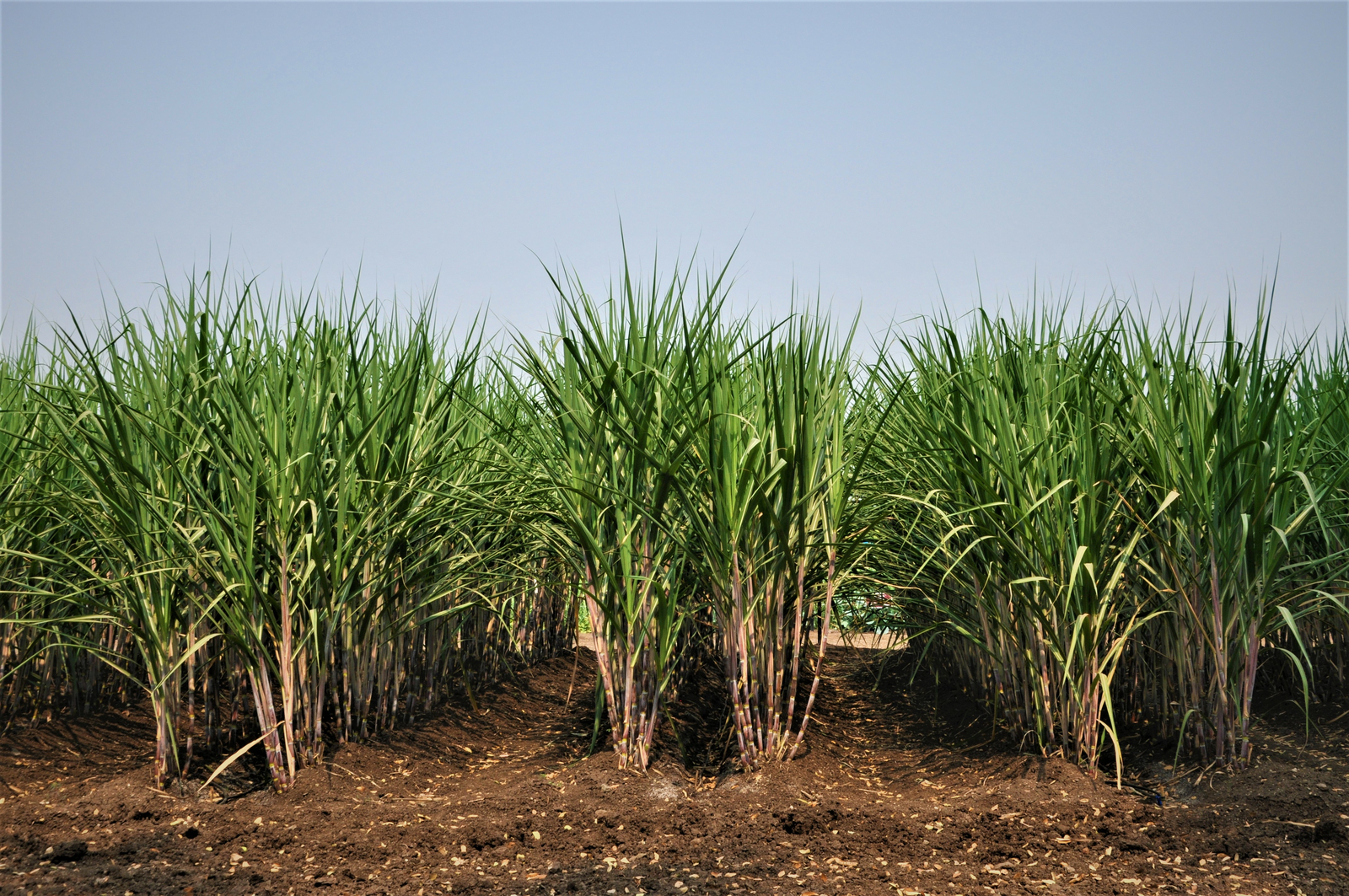 Supplying Full Bulk Water In-Field Sugarcane Project in Tanzania