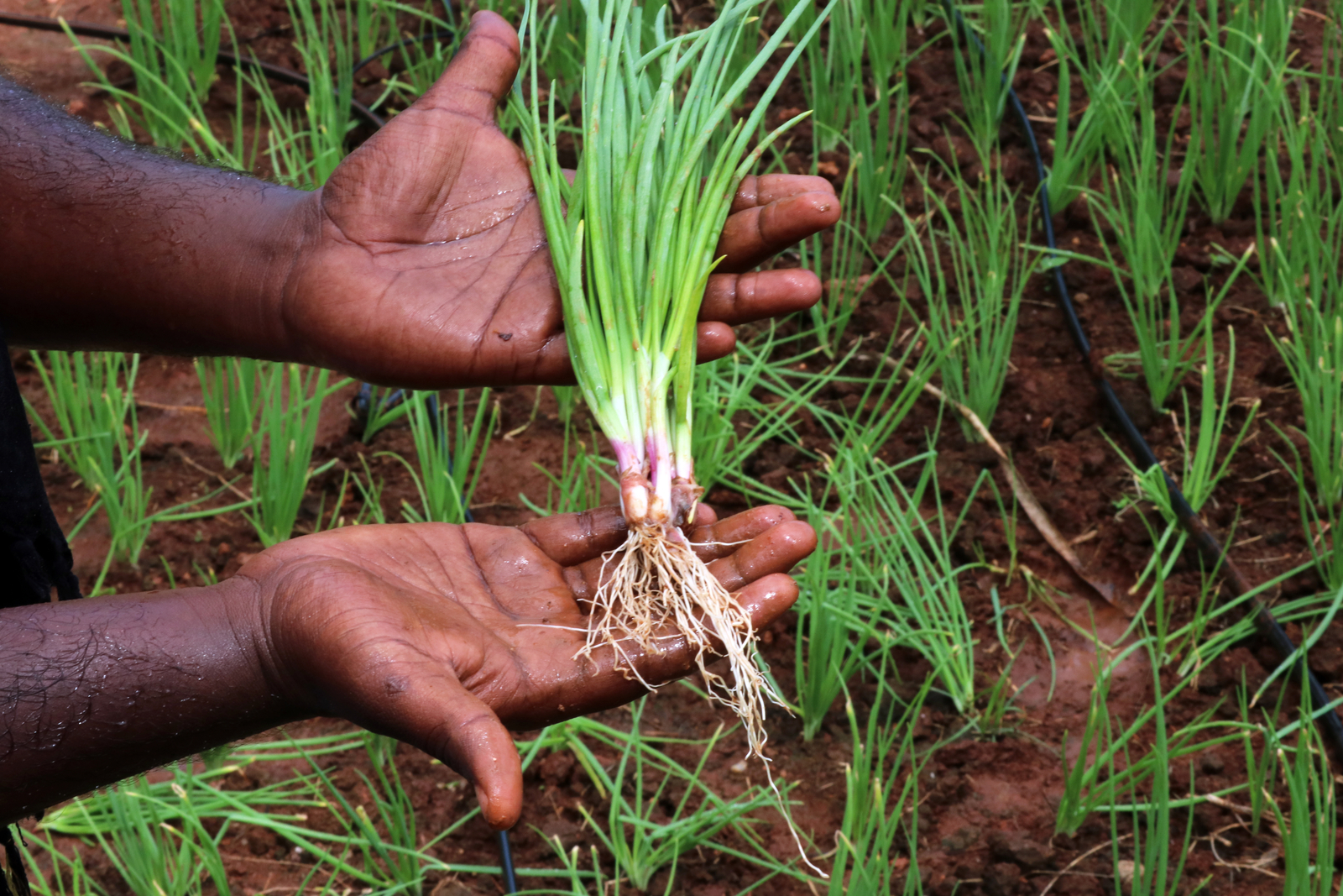 Increase Onion Yield Using Drip Irrigation Netafim Africa