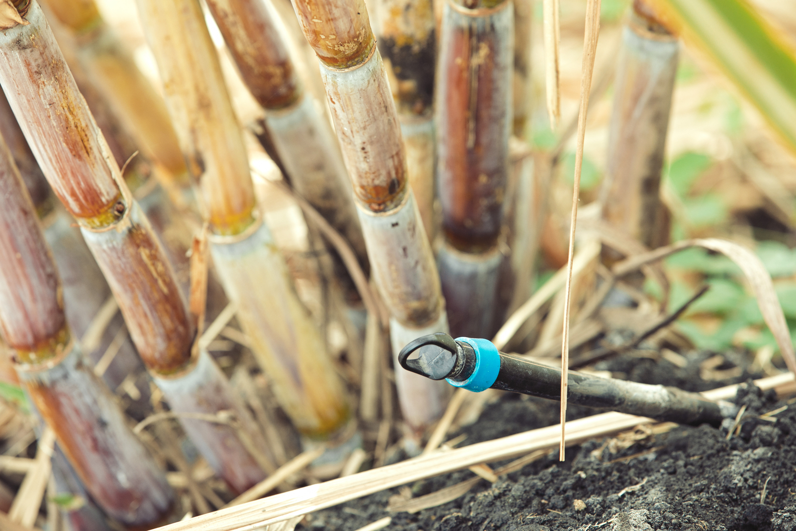 Increase Sugarcane Yield Using Drip Irrigation Netafim Africa