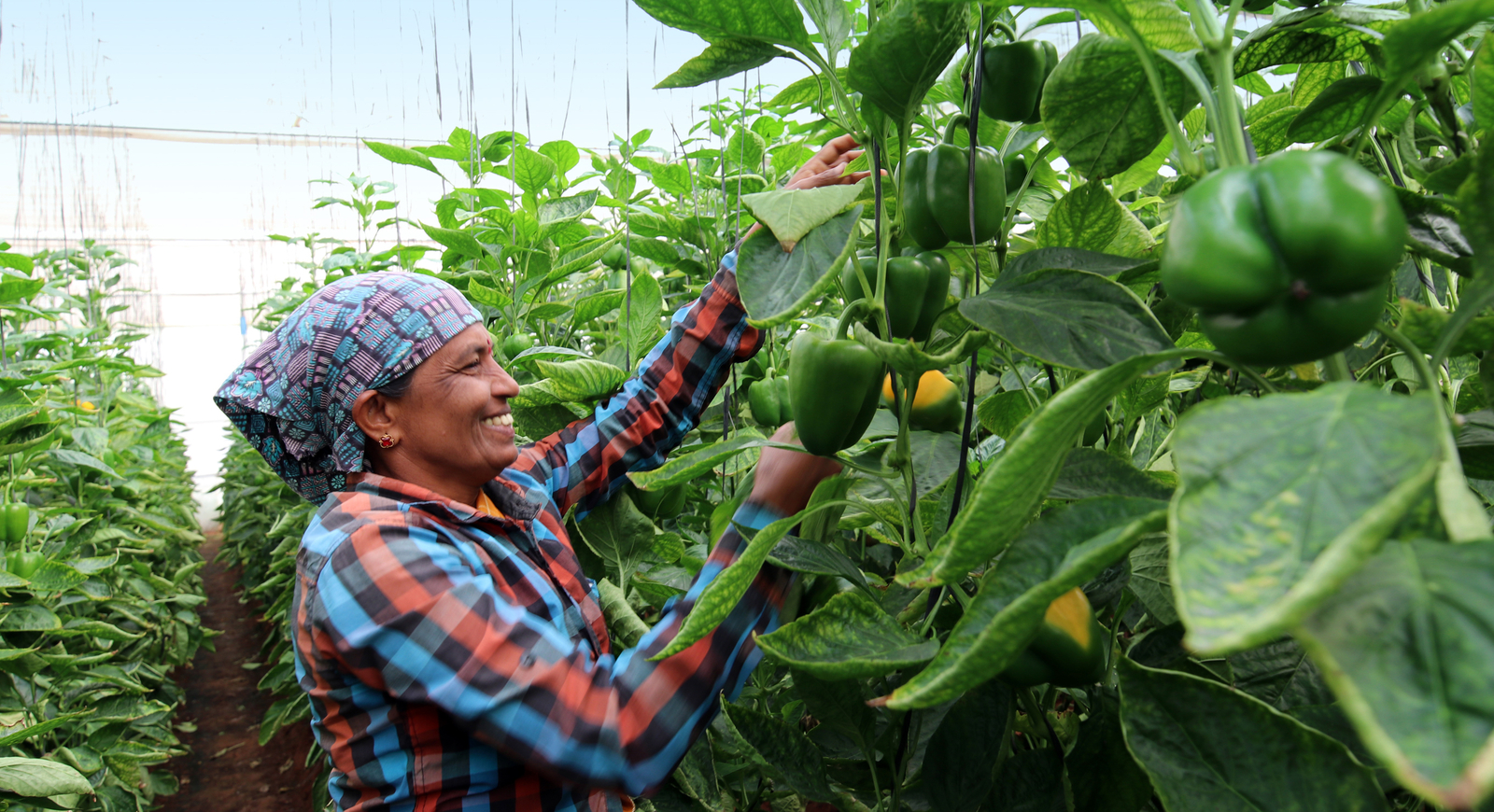 Increase Greenhouse Peppers Yield Using Drip Irrigation Netafim Africa