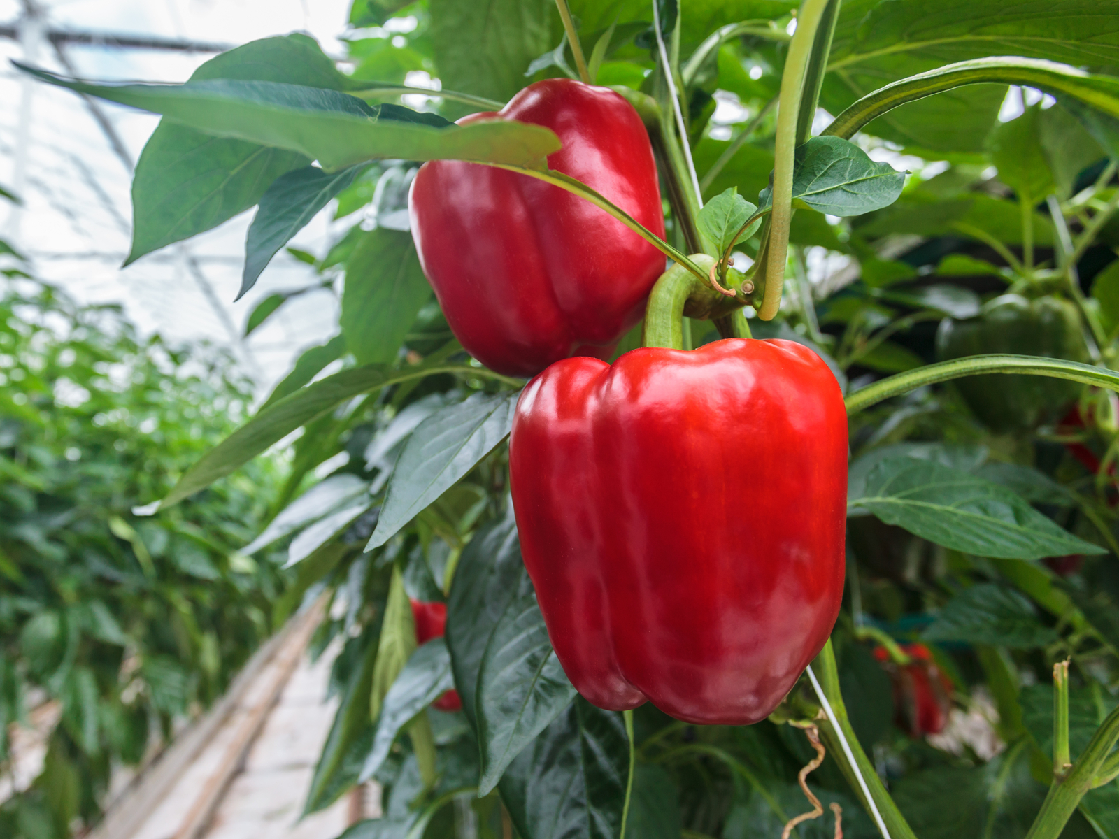 Optimal growing conditions for peppers | Netafim