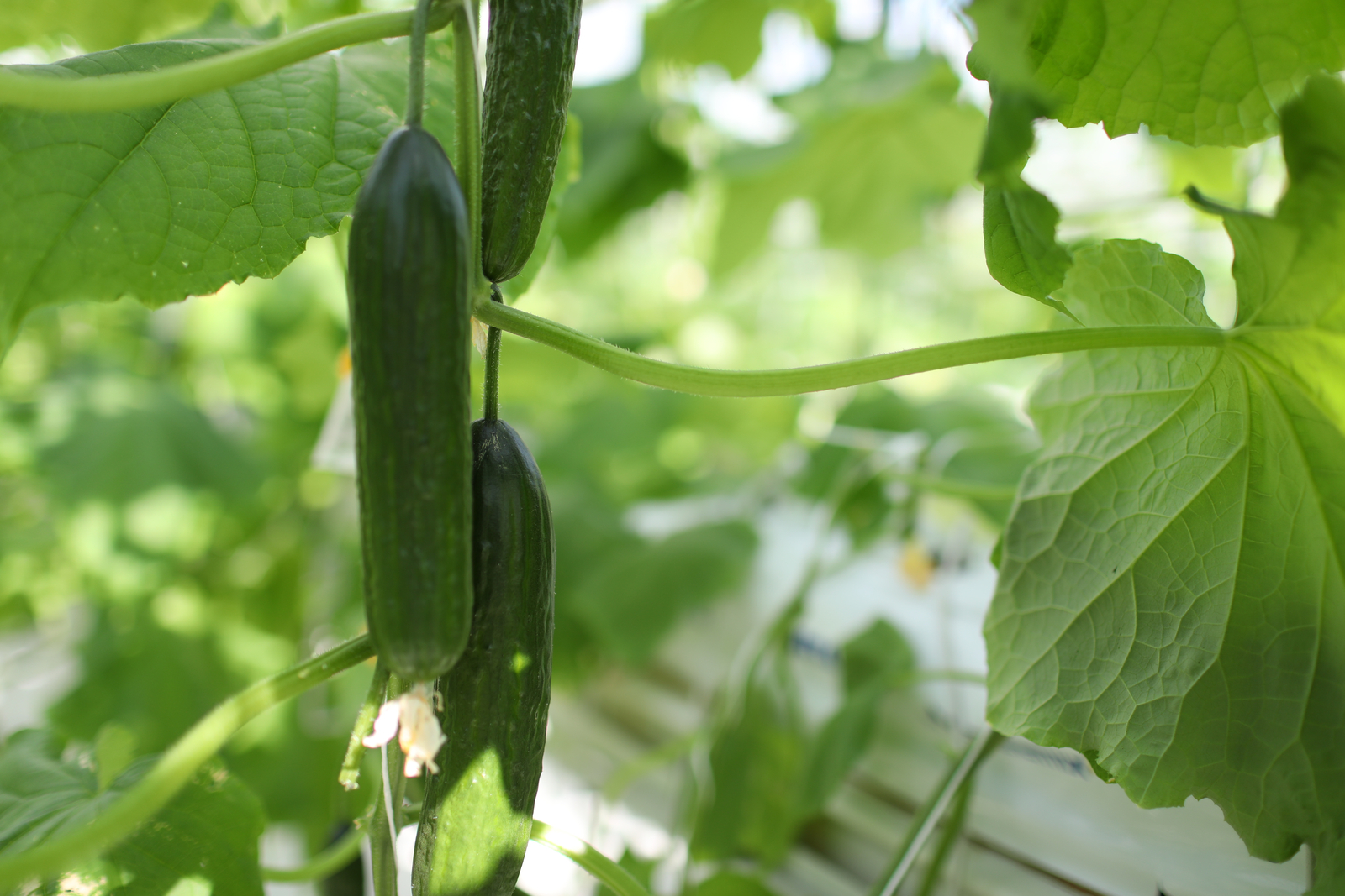 Greenhouse Cucumbers