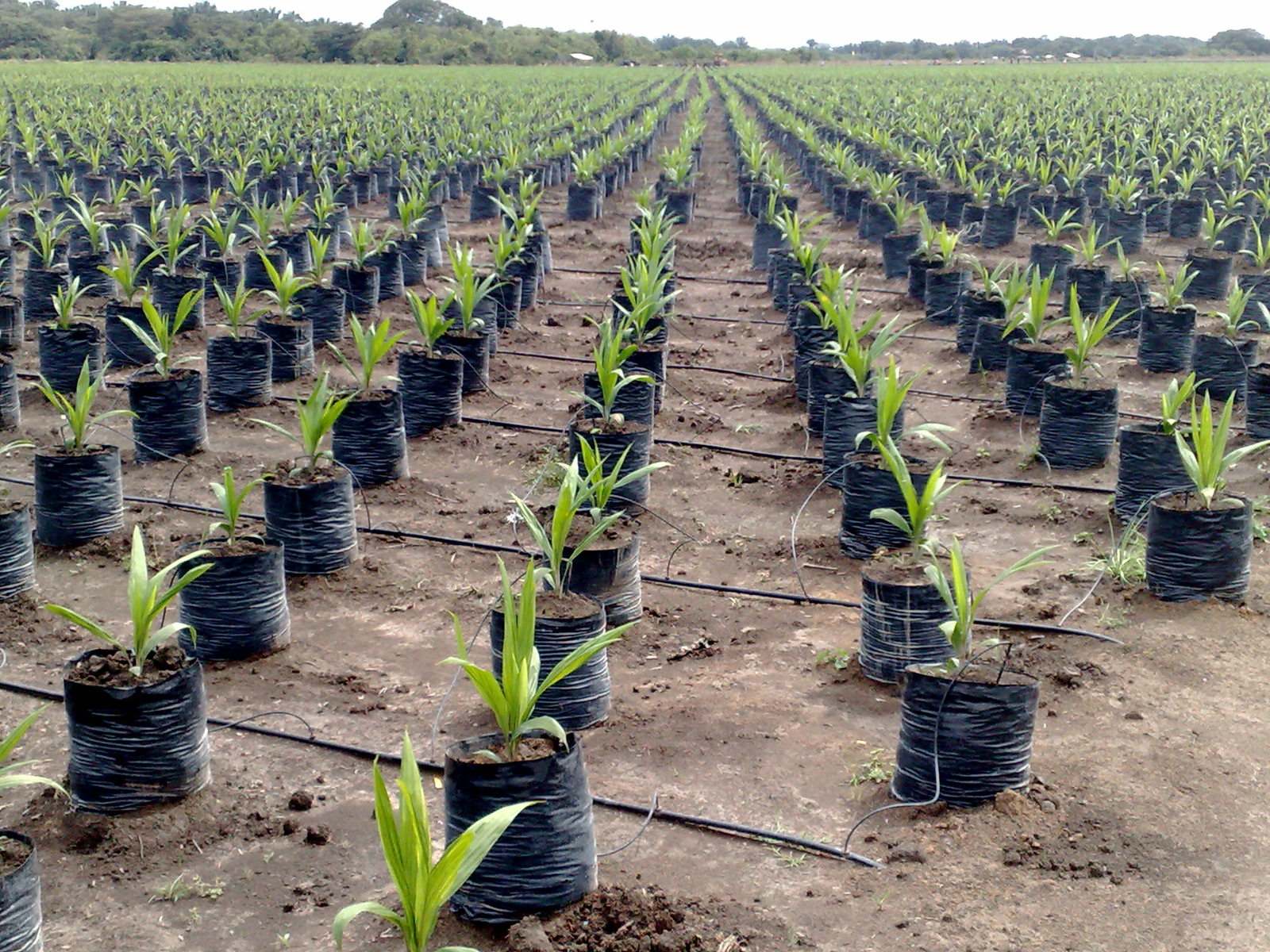 Precision irrigation, irrigation solutions, oil palm