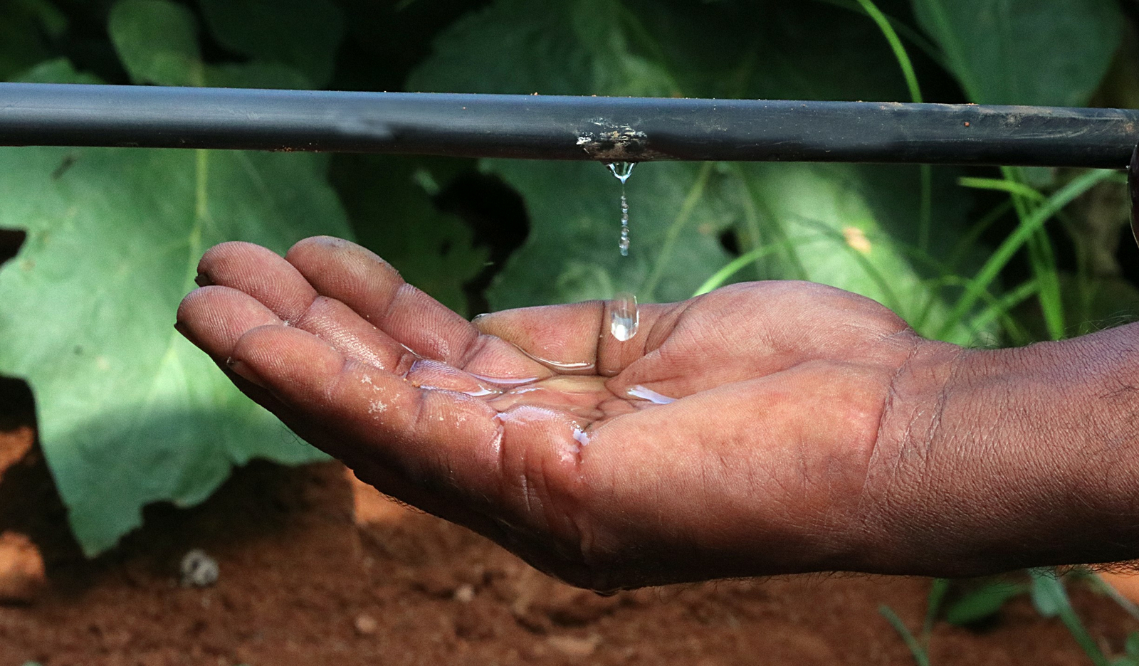 Drip Irrigation Systems Netafim Africa
