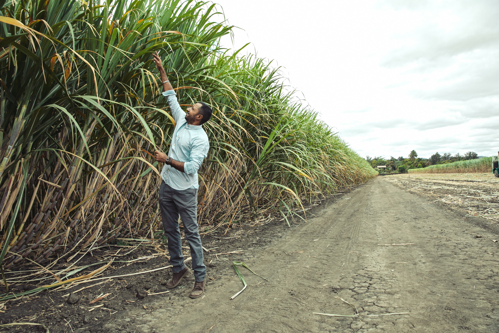 Drip irrigation for sugarcane