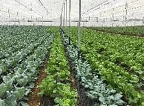 Greenhouse