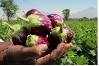 Food Security