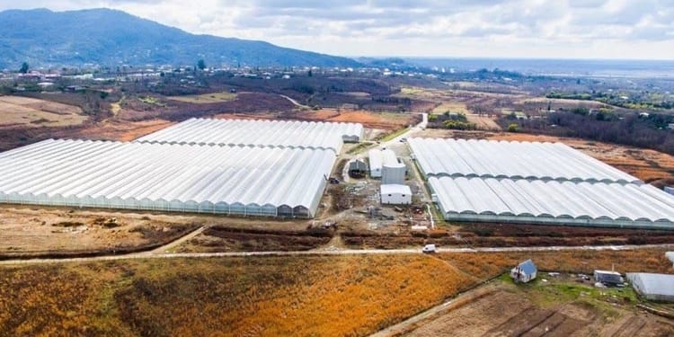 Commercial Greenhouse