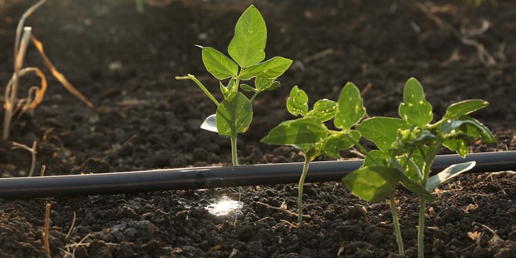 Sustainable agriculture and food security