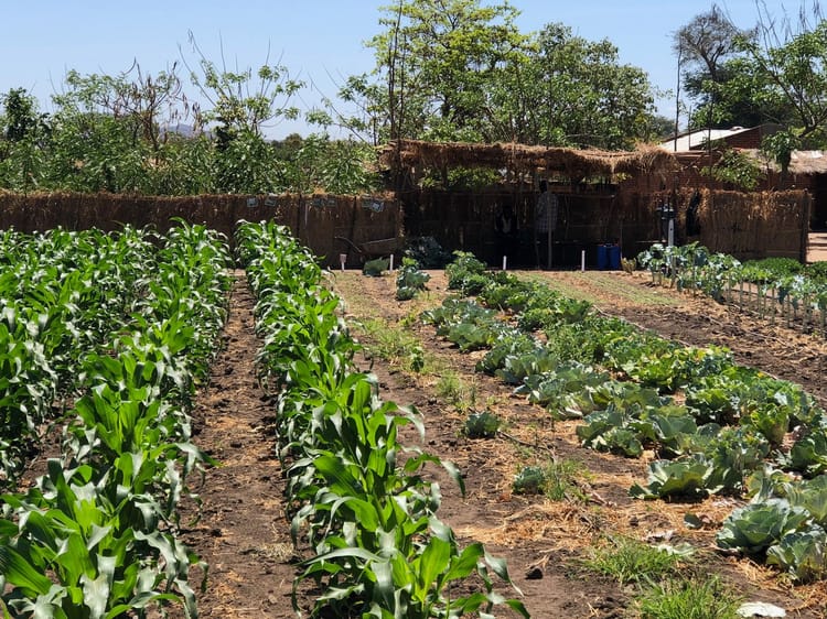 Malawi smallholder crops 001