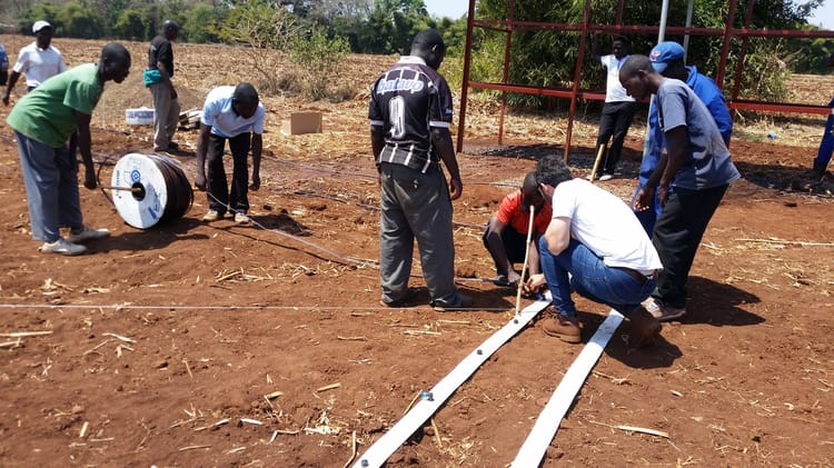 Malawi smallholder crops 06