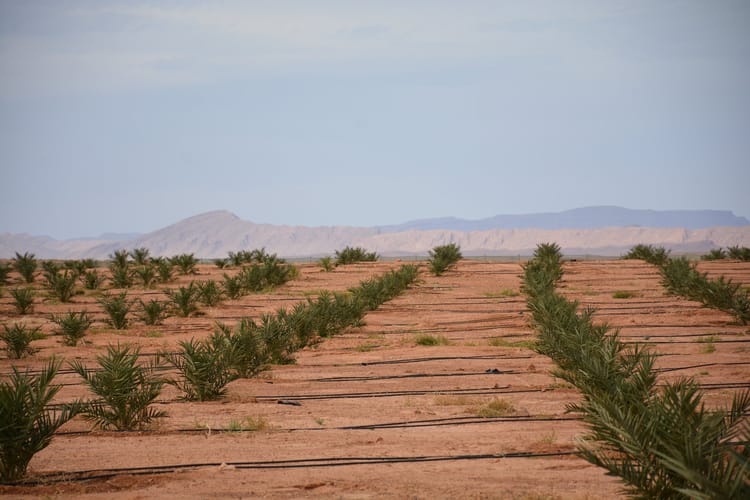 Precision irrigation solutions for orchards