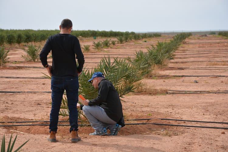 Palm dates seminar Morocco 14