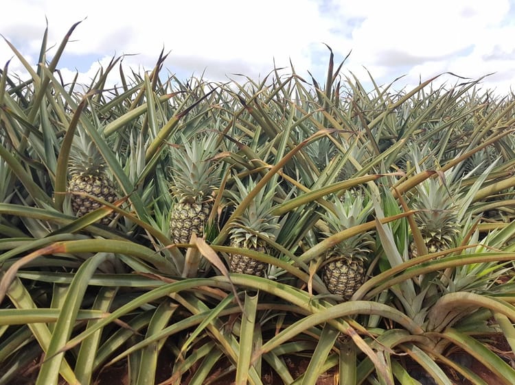 Pineapple Kenya 009
