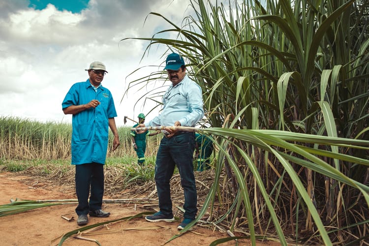 AZAM 2019 - sugarcane Tanzania 014