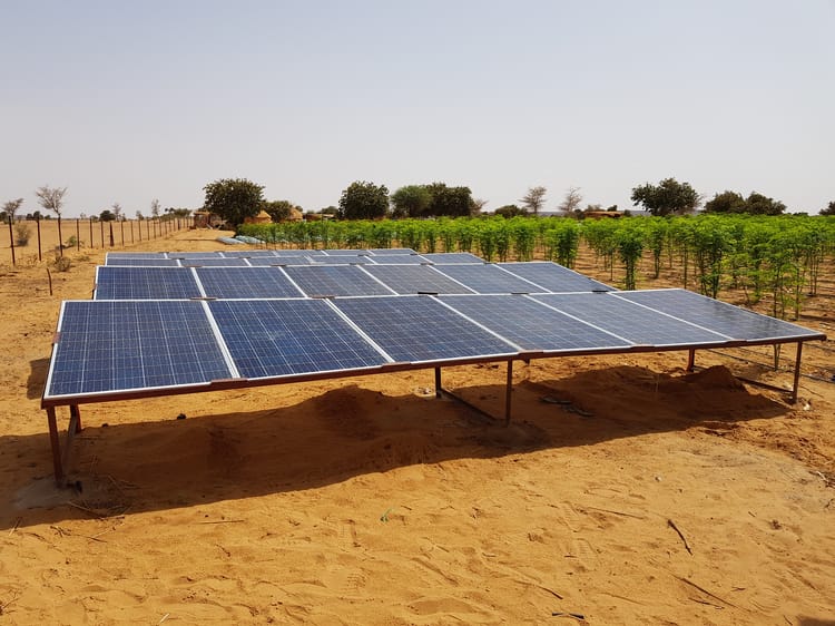 Solar panels and moringa in Niger