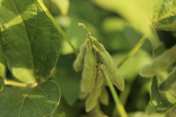 Helping Revolutionize Local Agriculture in Gabiro, Rwanda