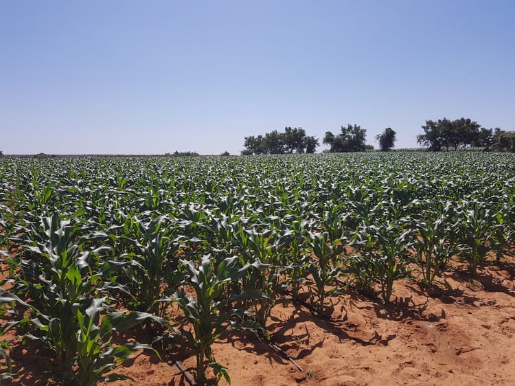 Drip Irrigation for Corn Increasing and Stabilizing Yields, While Saving Water