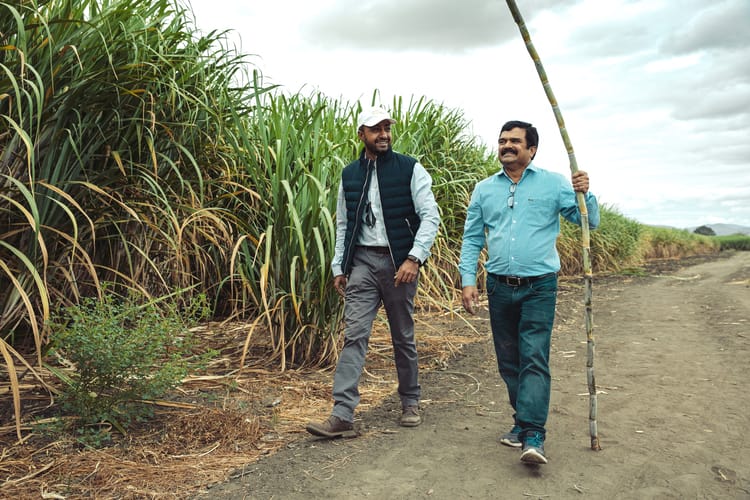 Manyara Farm Tanzania - Sugarcane 25