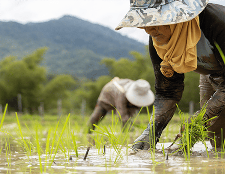 Drip irrigation with PV