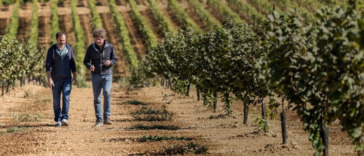 Better, Higher-Yield Crops