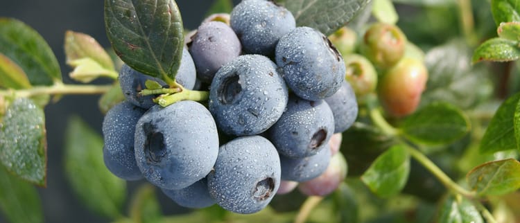 Precision fertigation: the right mix of nutrients and water all year round