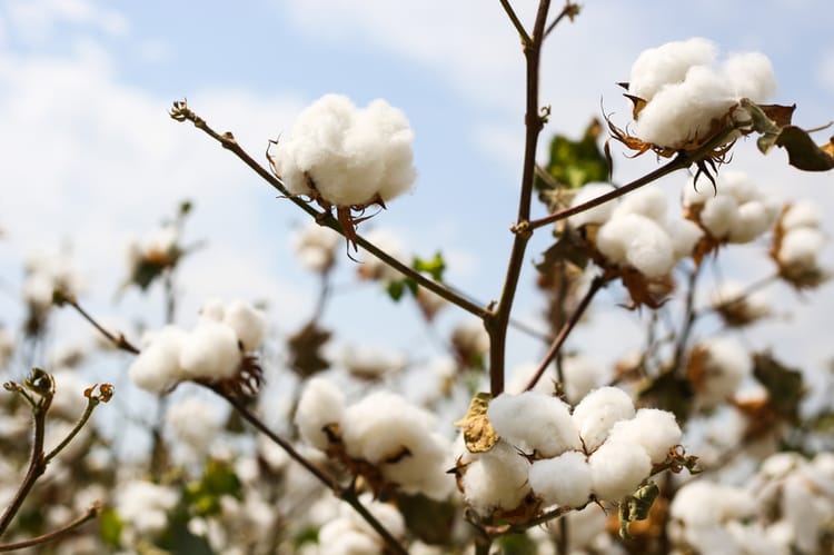Transforming Agriculture -  Revolutionizing a Country’s Industry