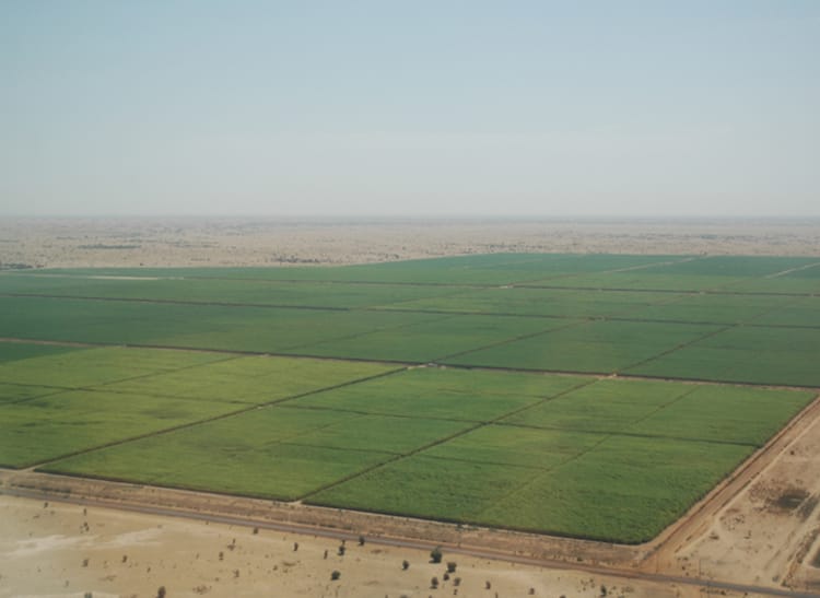 Fields in Senegal