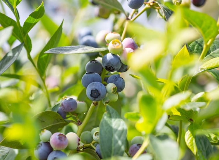 Blueberries in greenhouse in South Africa