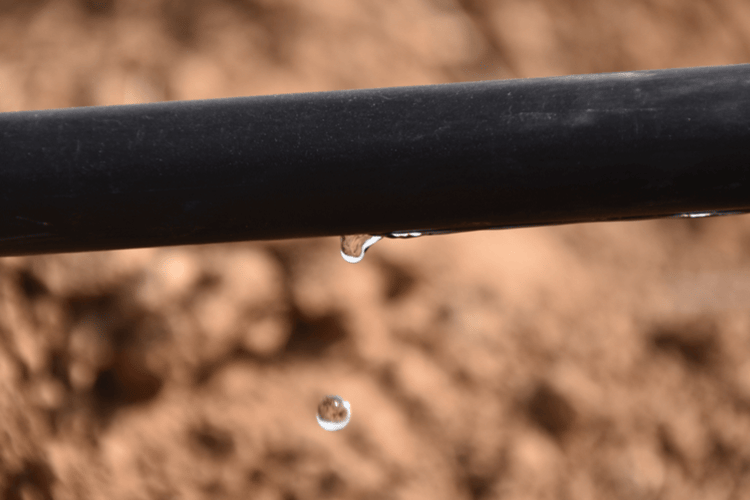 Drop from dripline