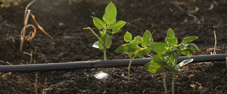 Sustainable agriculture and food security