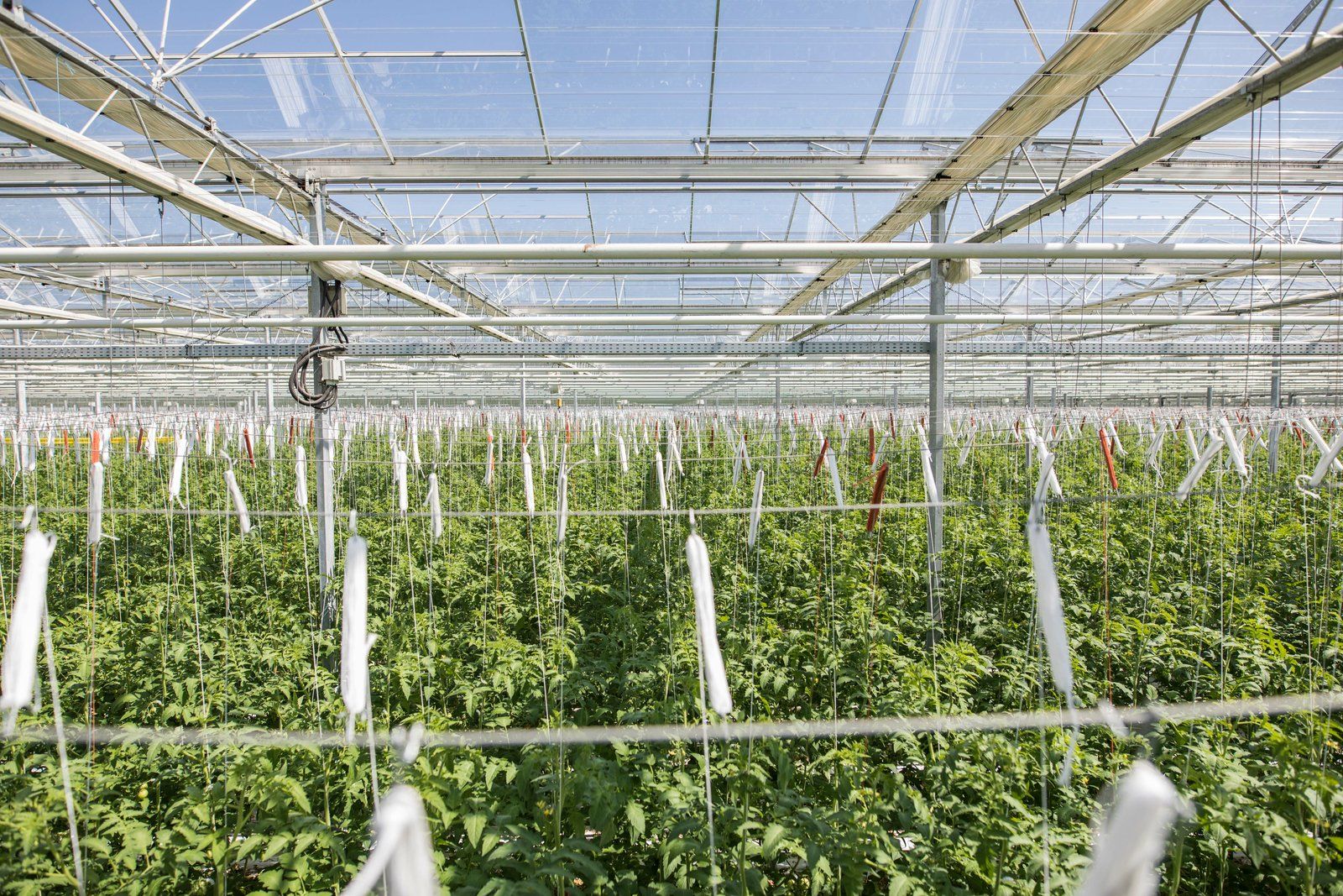 Glasshouse