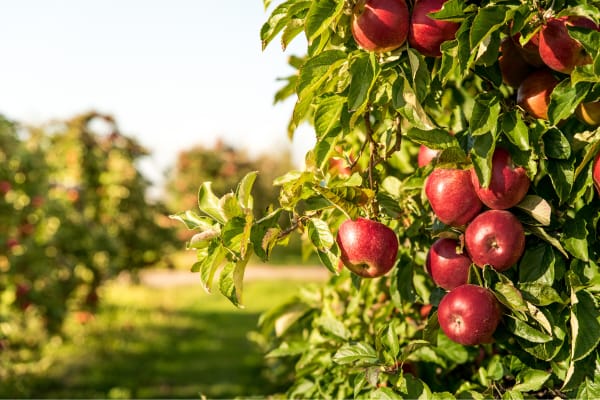 CropLife Talks with Mike Hemman About Scalable AgTech and the Future of Precision Agriculture