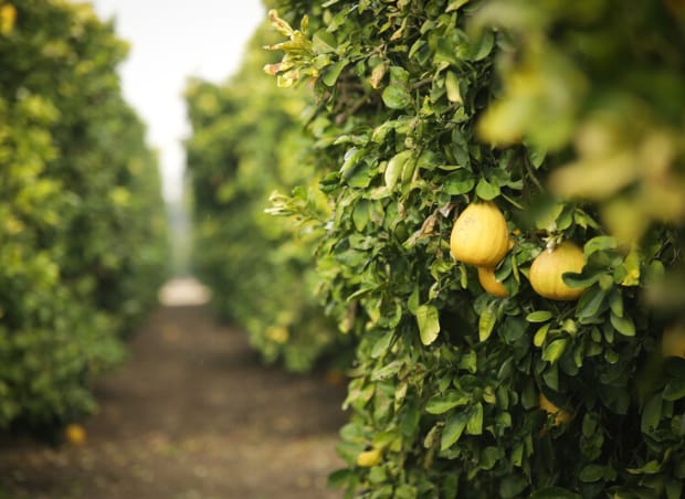 Growing More With Less: Agriculture In The Age Of Data