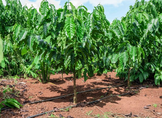 Can drip irrigation future-proof global coffee industry?