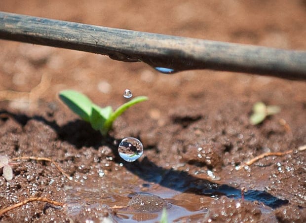 Drip irrigation