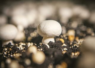 Mushroom