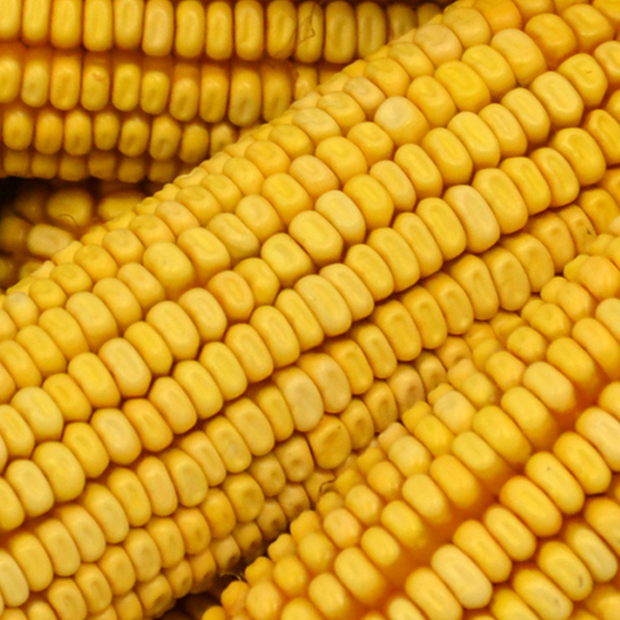 Maize