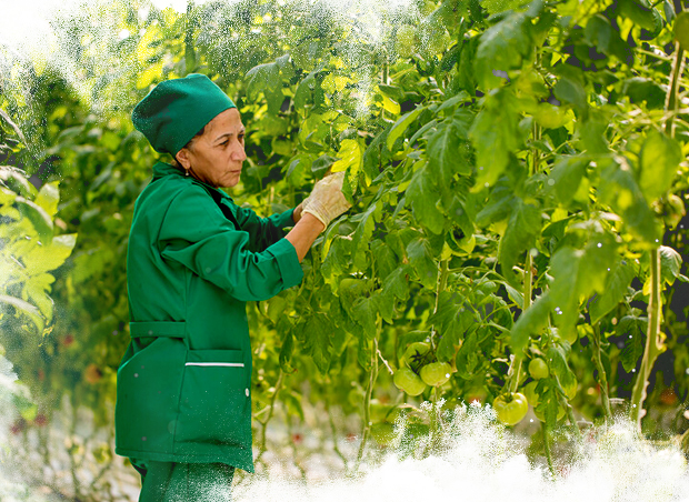 Azerbaijan, Tomatoes