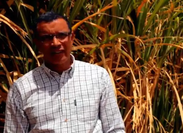 Scaling Up Sugarcane Production for One of Senegal’s Biggest Producers