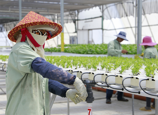 Self-Supply of Quality Produce to Vietnam’s Leading Supermarket Chain