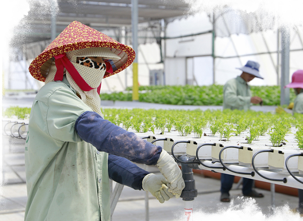 VIETNAM: MELONS, LEAFY GREENS AND OTHER GREEN VEGETABLES